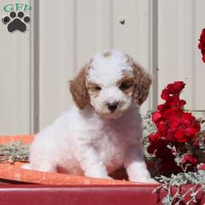 Monkey, Toy Poodle Puppy